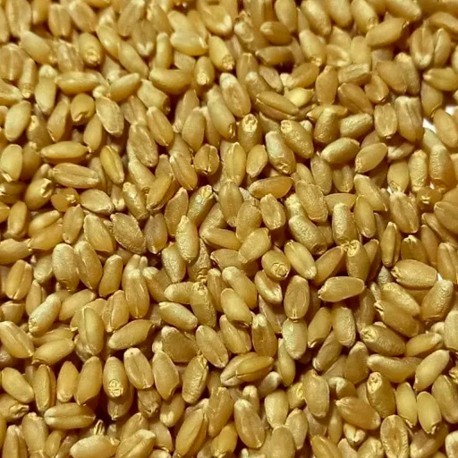 Organic Wheat (Bansi)